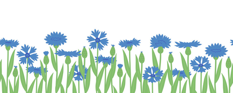 Blue flowers, cornflowers, and wildflowers, seamless border. Botanical vector illustration. Flat style.