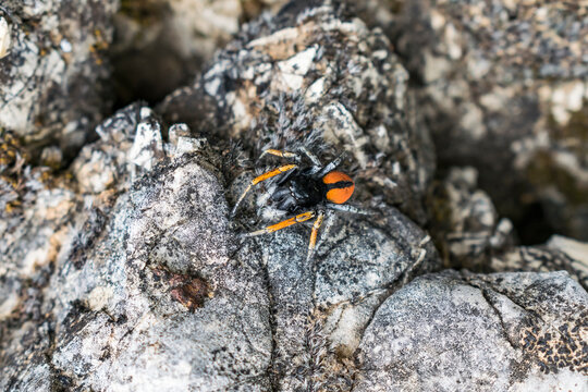 Cute jumping spider macro shot in nature, Shkoder, Albania