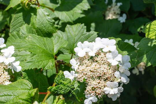 Blooming white flowers on a green bush Viburnum opulus in a sunny garden. spring blossom, floral nature, garden plant, viburnum shrub.