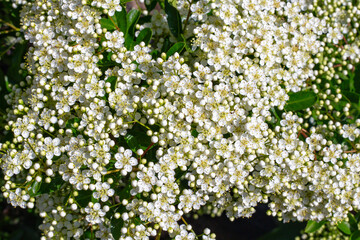 Fototapeta premium A lush bush pyracantha,covered in small white flowers with green leaves in a garden. spring blooming, floral background, fresh nature.
