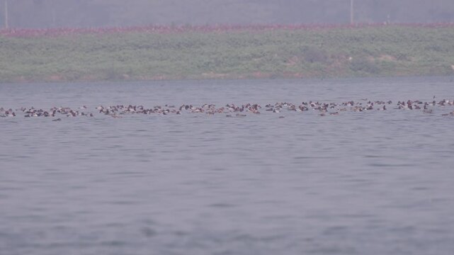 A steady shot of Deepor Beel Wildlife Sanctuary in Guwahati, Assam, capturing various migratory birds from around the world peacefully roaming in their natural habitat.4k