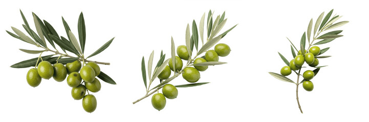 Set of Isolated Green Olive Branches with Fresh Ripe Olives on White Background, Realistic Botanical Elements for Culinary Design, Mediterranean Food Illustration, Organic Natural Ingredients, High-Qu © Wazir