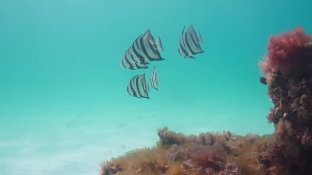 Atlantic Spadefish School Around Artificial Reef at Navarre Marine Sanctuary