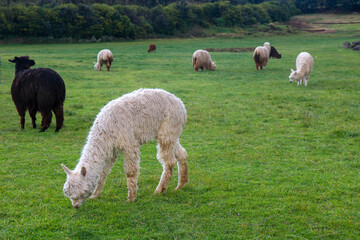 Naklejka premium Grazing Alpacas in Green Pasture