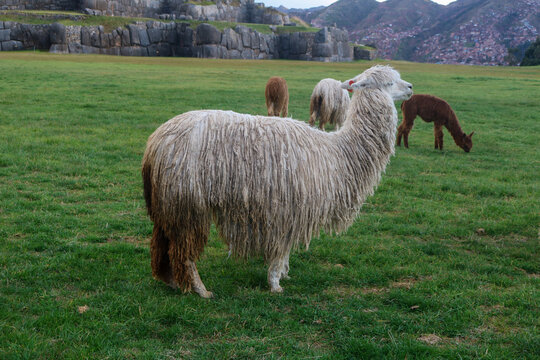 Alpaca in the Sacred Valley