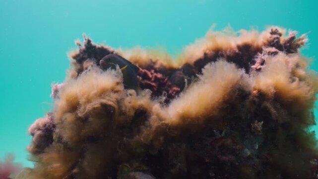 Damselfish Swimming Around Artificial Reef Opening at Navarre Reef
