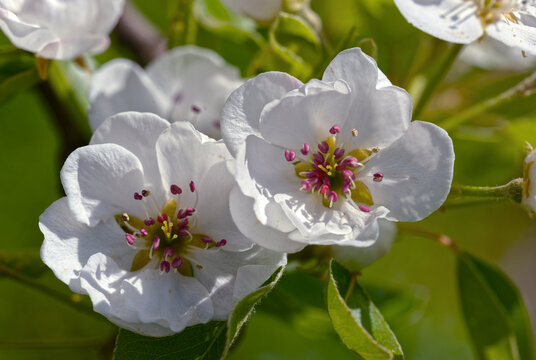 Closeup pistils and stamens of pear tree flowers.