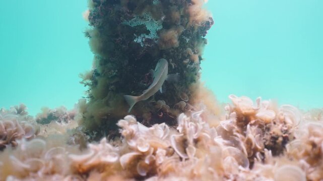 Colorful Wrasse Swimming Near Artificial Reef at Navarre Reef in Florida