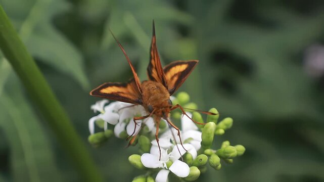 4K close up video of Brown Skipper butterfly (Ocola skipper, Panoquina ocola) feeding on the delicate blossoms of Japanese papaya (Cnidoscolus aconitifolius).