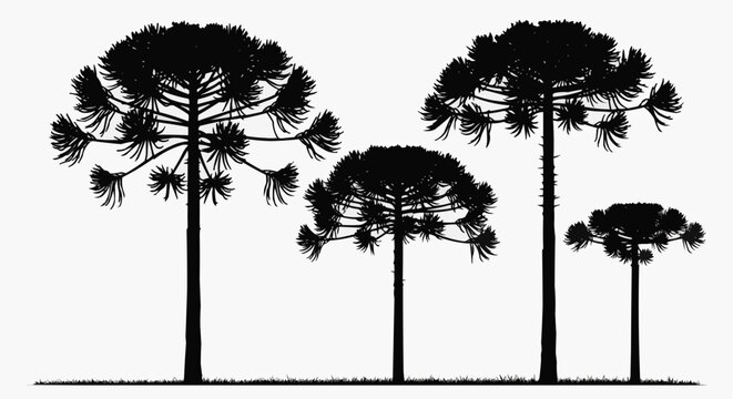 Silhouette of Araucaria trees, also known as Paran&aacute; pines, Araucaria angustifolia, a conifer native to southern Brazil.