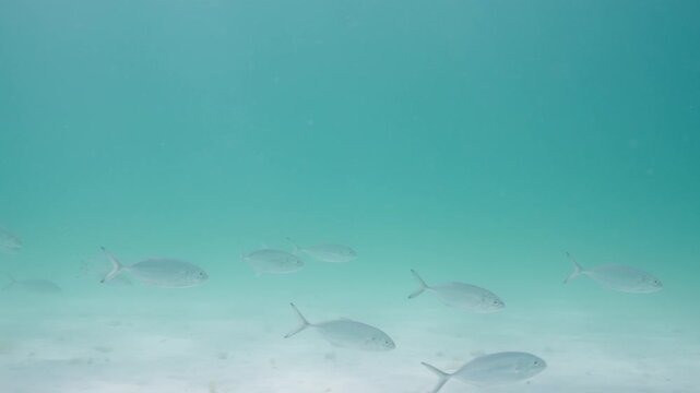 Silver Jack Fish Swimming in Clear Blue Water at Navarre Reef in Florida