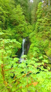 Scenic vertical shot of Sweet Creek Falls plunging through a lush green canyon in Oregon