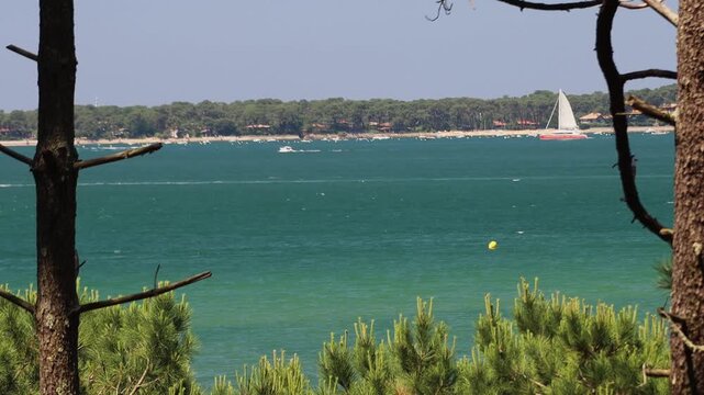 Wide shot of Arcachon Bay (Gironde, Southwest France) filmed from a coastal pine forest hillside. Two pine trunks naturally frame the composition, with maritime pine canopy visible in the foreground. 