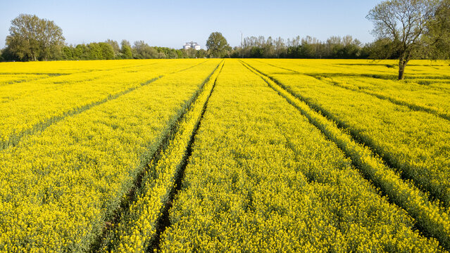Rapsfeld im Fr&uuml;hling bis Fr&uuml;hsommer. Foto: Christian Creon / Media Creon