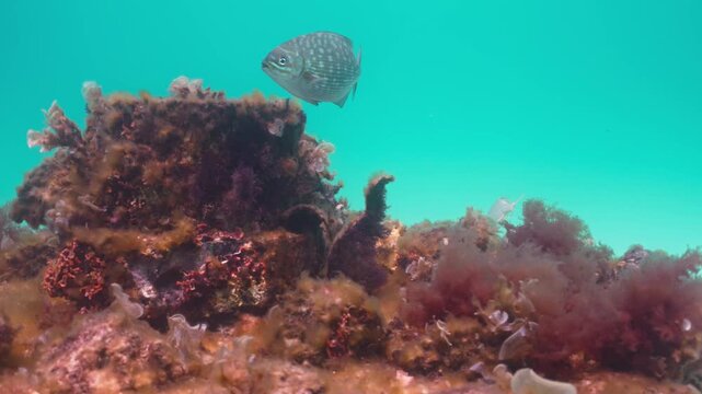 Pinfish Swimming Over Artificial Reef at Navarre Reef in Florida