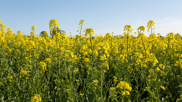 Rapsfeld im Fr&uuml;hling bis Fr&uuml;hsommer. Foto: Christian Creon / Media Creon