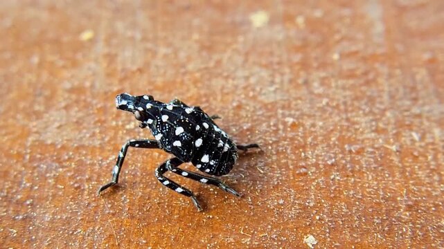 Close up of a spotted lanternfly nymph crawling on a wooden surface
