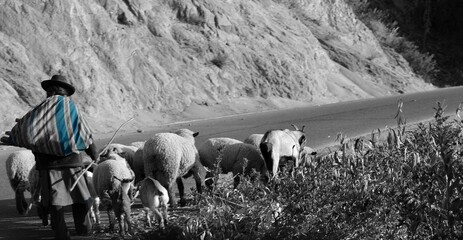 campesina llevando sus ovejas a pastear, foto en banco y negro con detalle de la manta en color  © Liz 