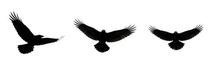 Fototapeta premium Flying Eagle Silhouette PNG Set - Black Hawk, Falcon, and Raven Birds in Flight with Open Wings Isolated on Transparent Background for Graphic Design, Logo Creation, Vector Badges, and Wildlife Illust