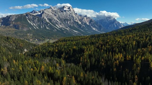 Golden Larch Forest Autumn Flyout