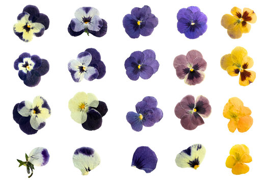 Pressed Pansy Viola Flower Collection Set Blue Purple Yellow White Petals Botanical Transparent PNG