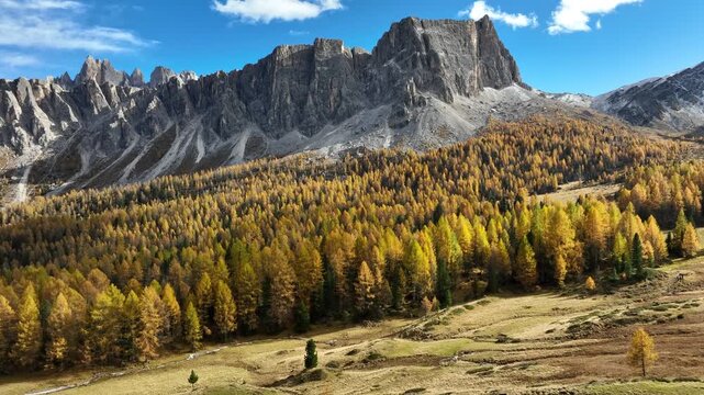 Vibrant Autumn Larch Woods Aerial Forward Flight