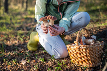 Woman nature lover on autumn mushroom hunting activity in pine forest harvesting porcini on sunny...
