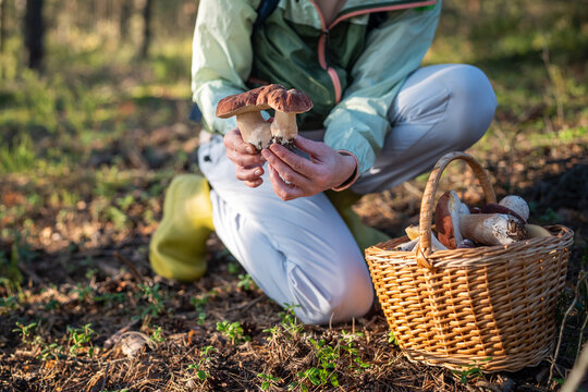Woman nature lover on autumn mushroom hunting activity in pine forest harvesting porcini on sunny day, female gathering edible healthy fungus outdoors, forager holding bunch of big boletuses in hands.