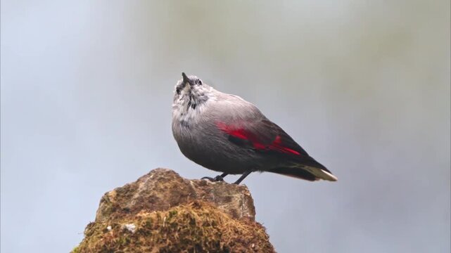 Cinematic close up of wallcreeper bird sitting on stock stones