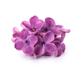 Obraz premium Fresh beautiful lilac flowers isolated on white