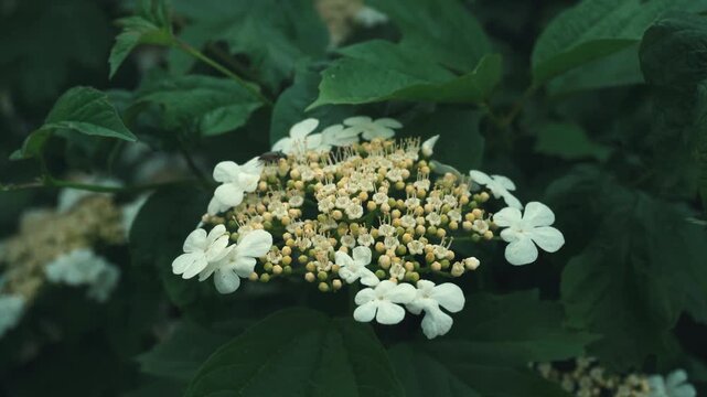 White flowering plant guelder rose with clusters of yellow buds and green leaves in a natural outdoor setting, illustrating the gradual blooming process across three frames of the video