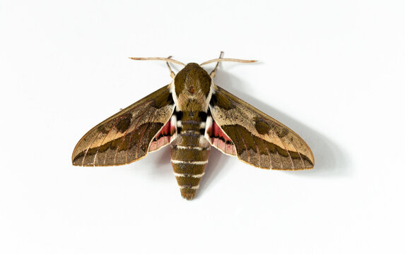 Hyles euphorbiae, the spurge hawk-moth, is a European moth of the family Sphingidae. Male.