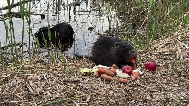 Two Wild Nutria Animals Sharing Crunchy Apple And Carrot Food Supply By Pond Water
