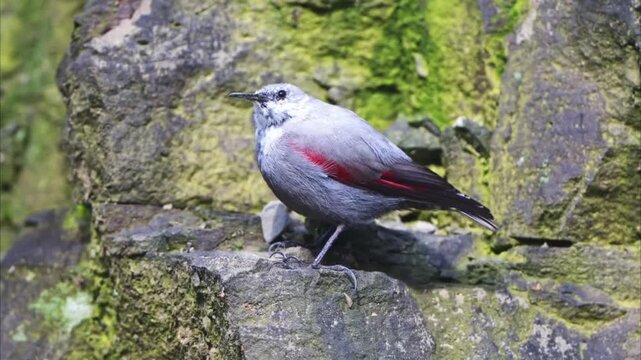 Adorable wallcreeper perched on rock stones natural footage of rarest bird 
