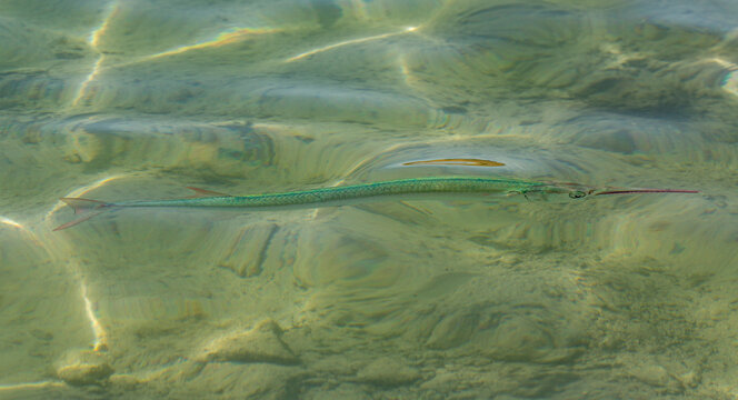 Tylosurus choram, Red Sea houndfish. Marine biodiversity.