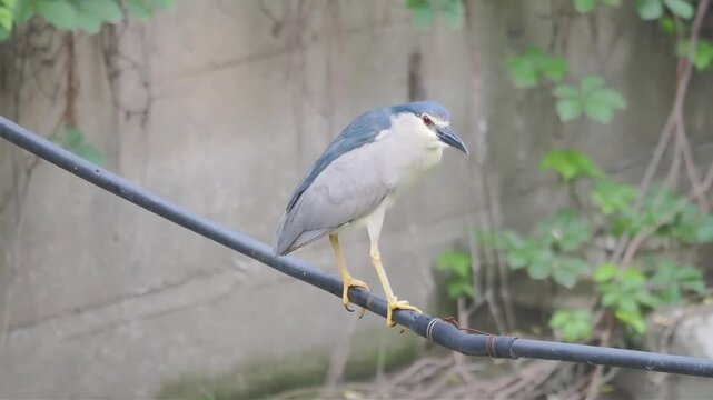 Black crowned night heron sitting outside in natural look