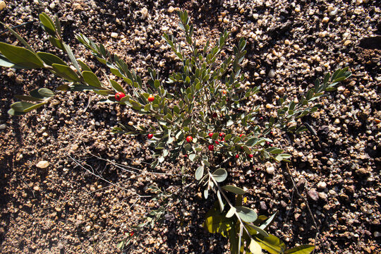 The "pitanguinha do cerrado" (Eugenia punicifolia or Eugenia pitanga) is a shrubby variety of the pitanga tree.