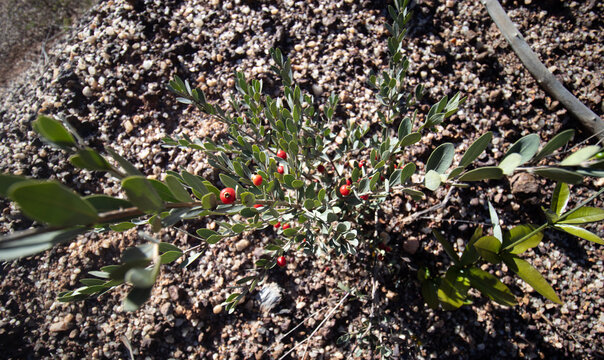 The "pitanguinha do cerrado" (Eugenia punicifolia or Eugenia pitanga) is a shrubby variety of the pitanga tree.