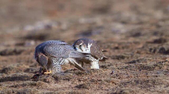 Two hawks sitting on rock surface eating prey, natural outdoor sitting