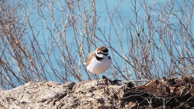 Snowy plover bird perched on rocky stone 