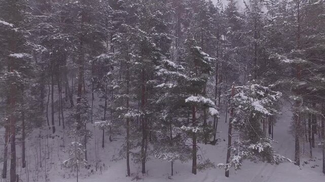 Lateral drone movement along winter forest border