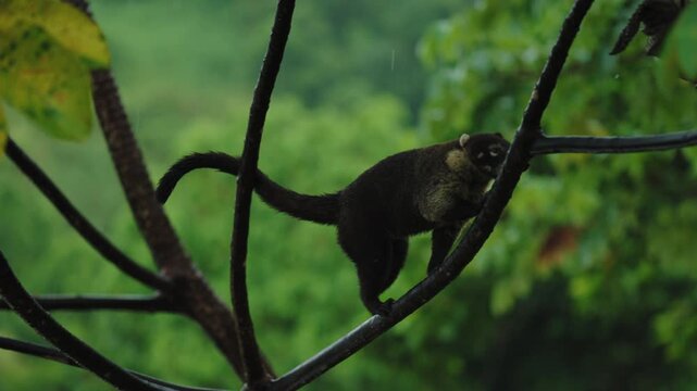 A white-nosed coati gracefully descending a tree branch in the lush, rainy forest of Costa Rica.