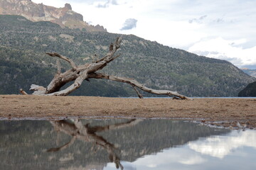 Fototapeta premium Driftwood Reflected in Mountain Lake in Patagonia