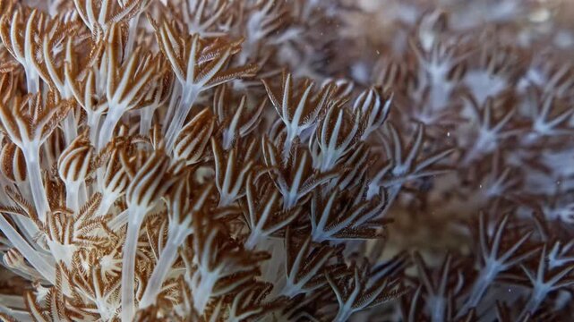Close up underwater footage of beautiful pulsing xenia soft coral polyps swaying in the ocean current