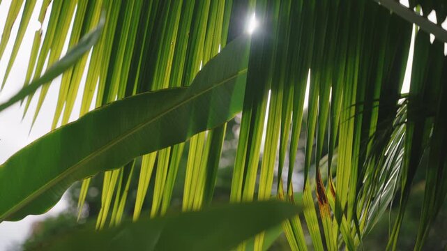Sunlight filtering through vibrant tropical palm leaves in Costa Rica.