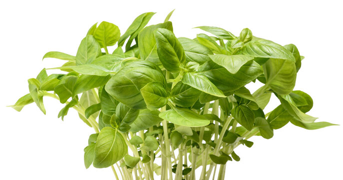 Fresh basil