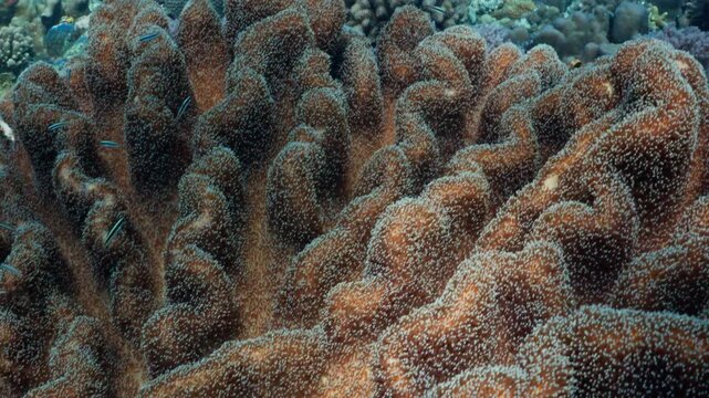 Macro shot of beautiful healthy hard coral polyps waving in the sea current