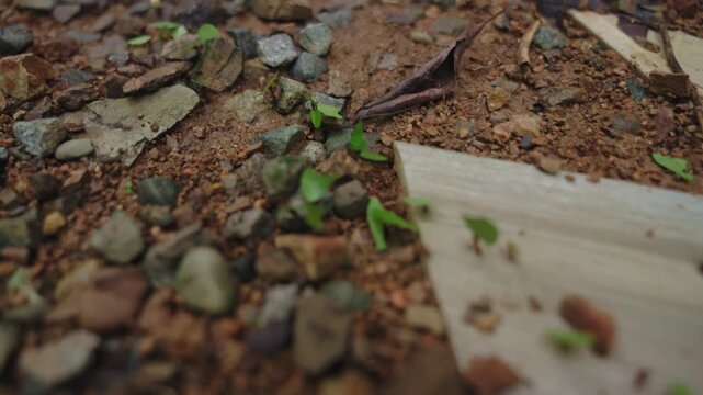 Leafcutter ants carrying pieces of leaves along a rocky path in Costa Rica.