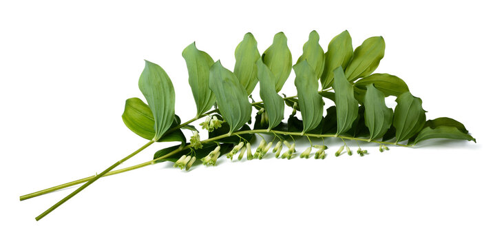 Solomon's seal