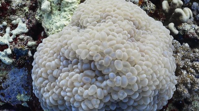 Close up of beautiful bubble coral (Plerogyra sinuosa) polyps swaying underwater on a coral reef